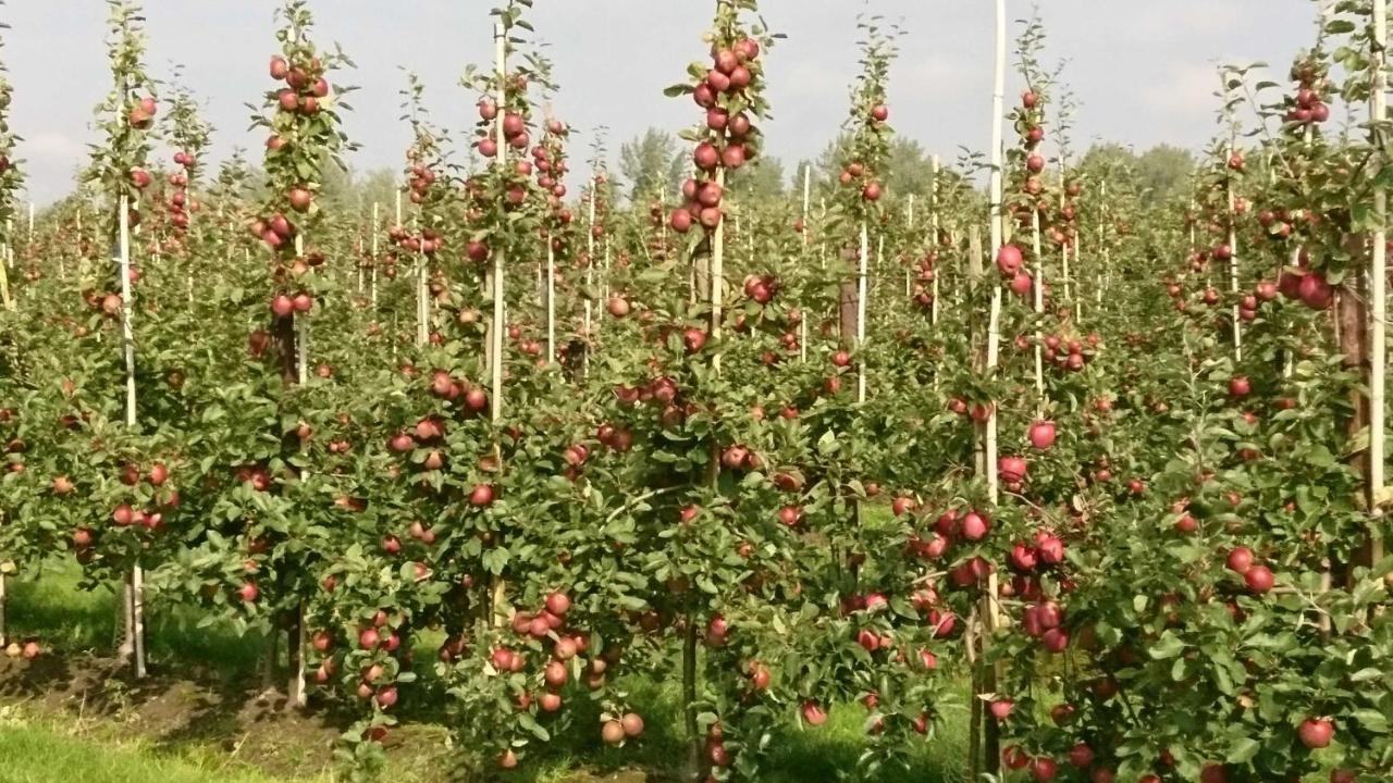 Ferienwohnung Auf Dem Bio Obsthof Twielenfleth Eksteriør billede